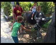 ridding buffallo